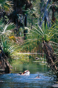 Bitter Springs Mataranka