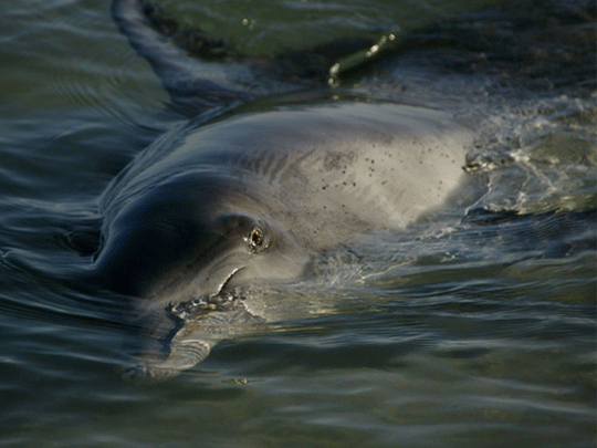 Monkey Mia Dolphin trip