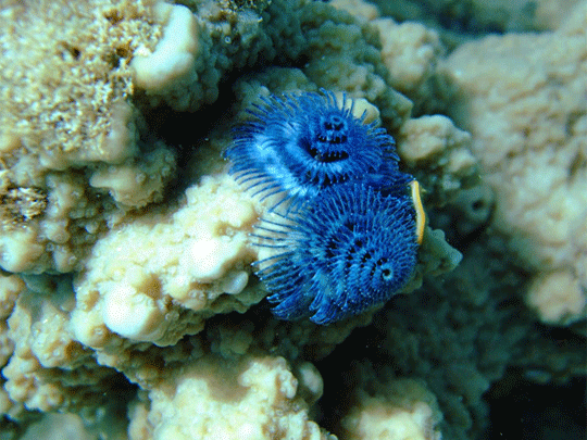 Ningaloo Exmouth