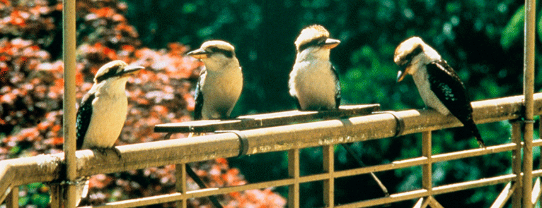 Kookaburra birds