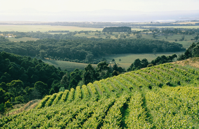 Yarra Velley Vineyards