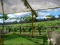 South Australian vineyard