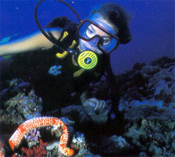 Coral Bay, Exmouth & Ningaloo Reef